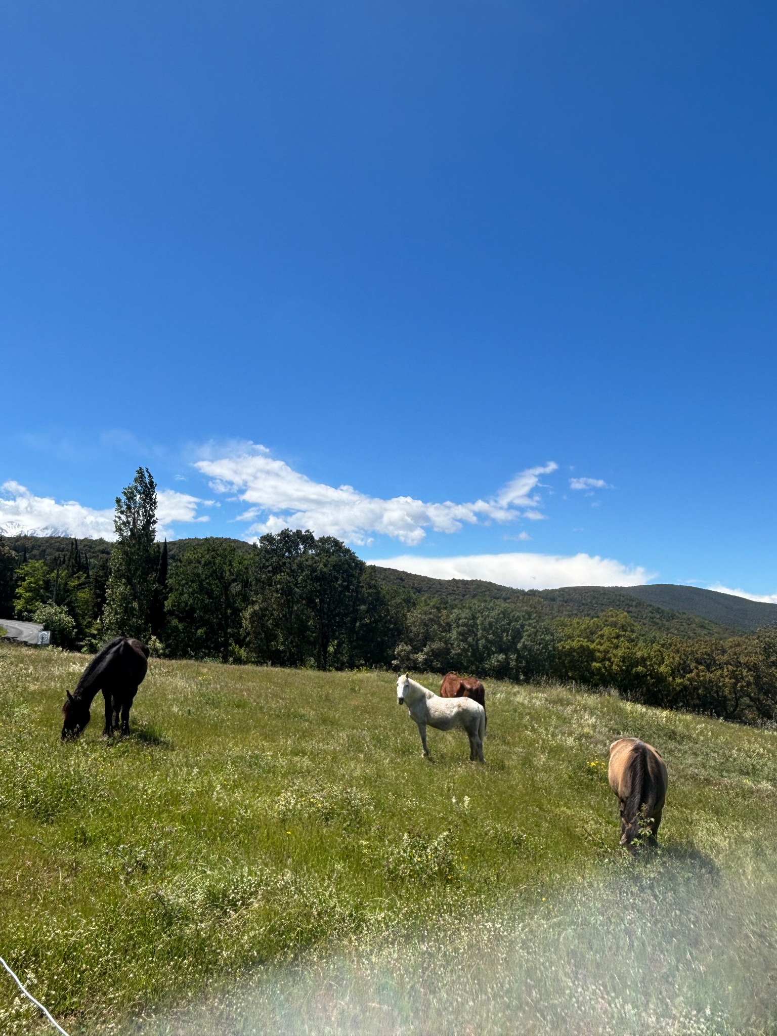 Quelques chevaux accueillis sur les terrains OR-LIMIT