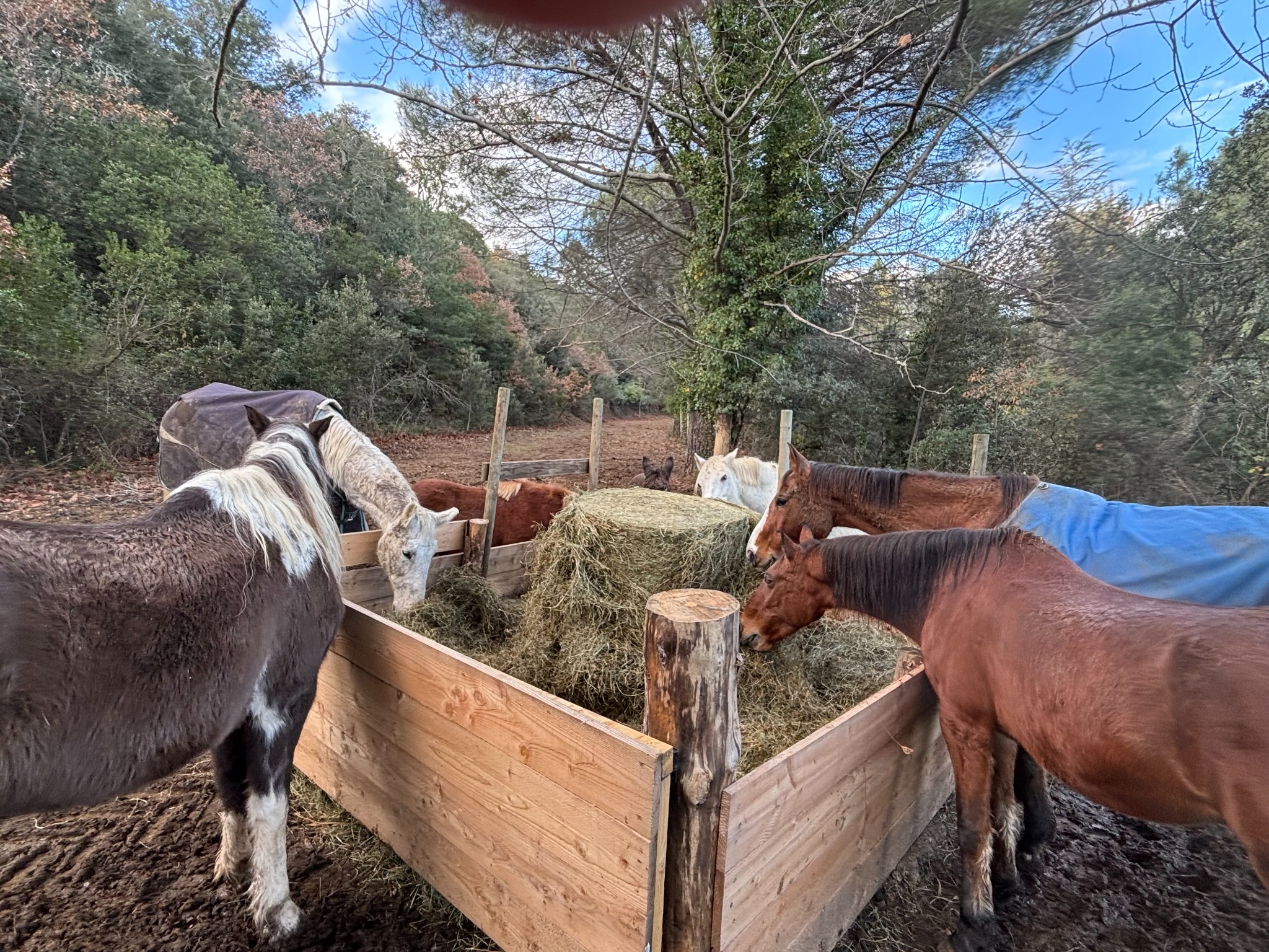 Chevaux réunis dans un pré du domaine OR-LIMIT