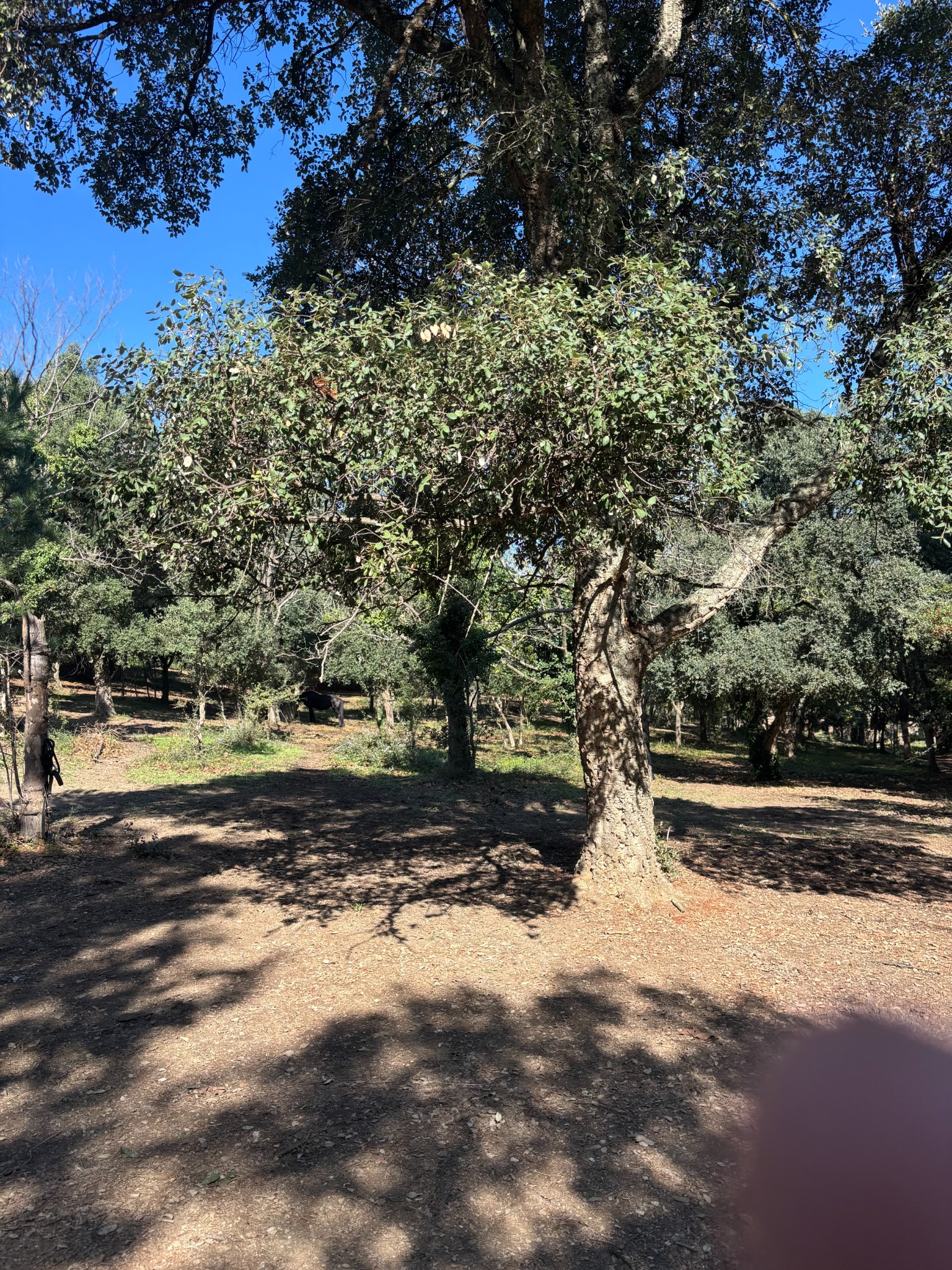 Espace boisé et ombragé du domaine OR-LIMIT